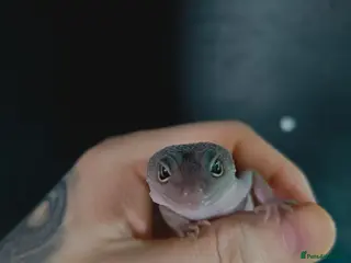 Gecko reptiles Female juvenile gecko full set up included - Advert 2