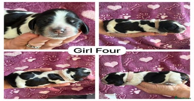 Cocker Spaniel dogs - Advert 10