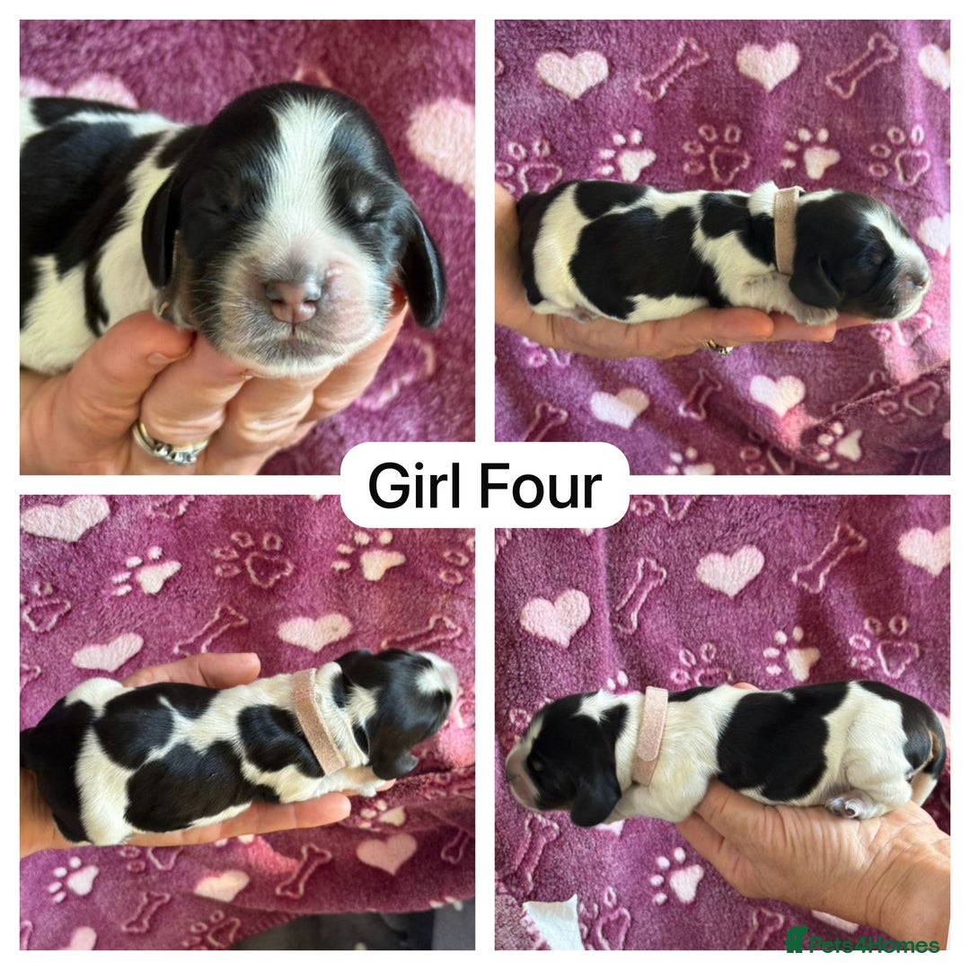 Cocker Spaniel dogs for sale: Kc, show cocker, dna, hips and eye tested parents  - Image 2