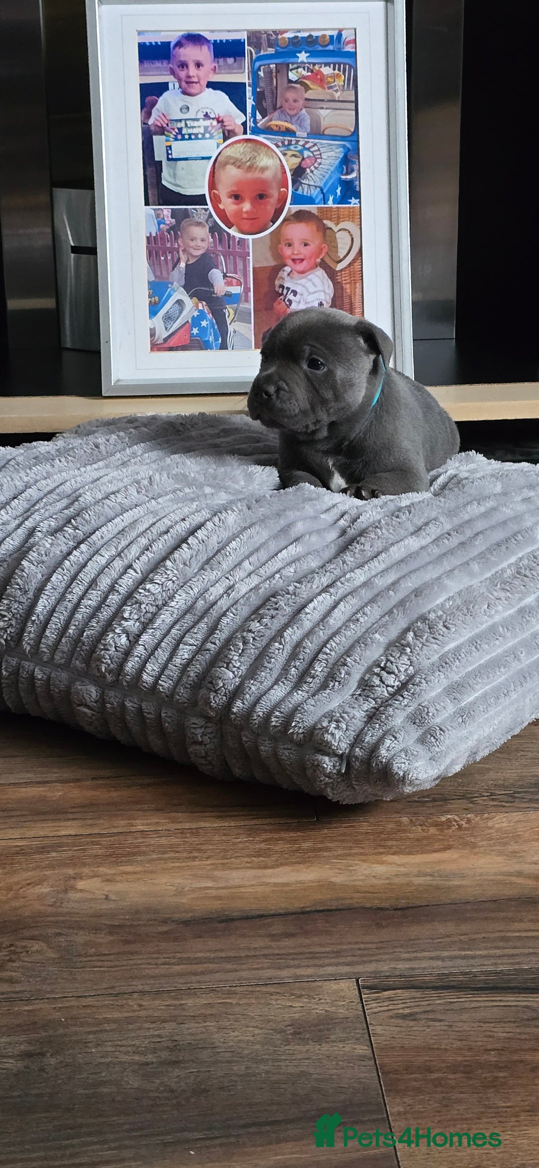 Staffordshire Bull Terrier dogs for sale: 4 beutiful blue staffies dad and mum kc  - Advert 20