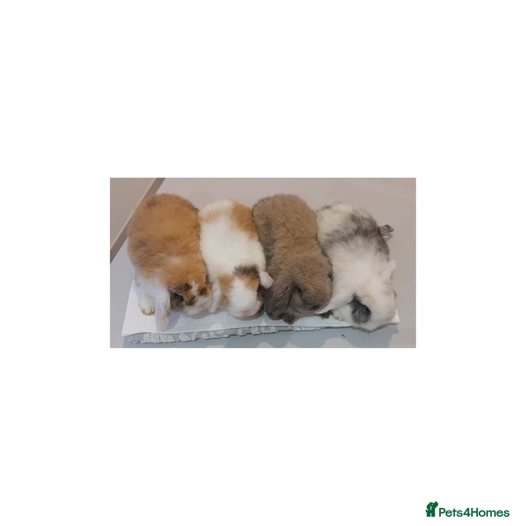 Mini Lop rabbits for sale: Young mini lop rabbits *ready now* - Advert 6
