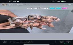 Miniature Dachshund dogs for sale: Miniature dachshund boys can leave today ❤️🤍  - Image 9