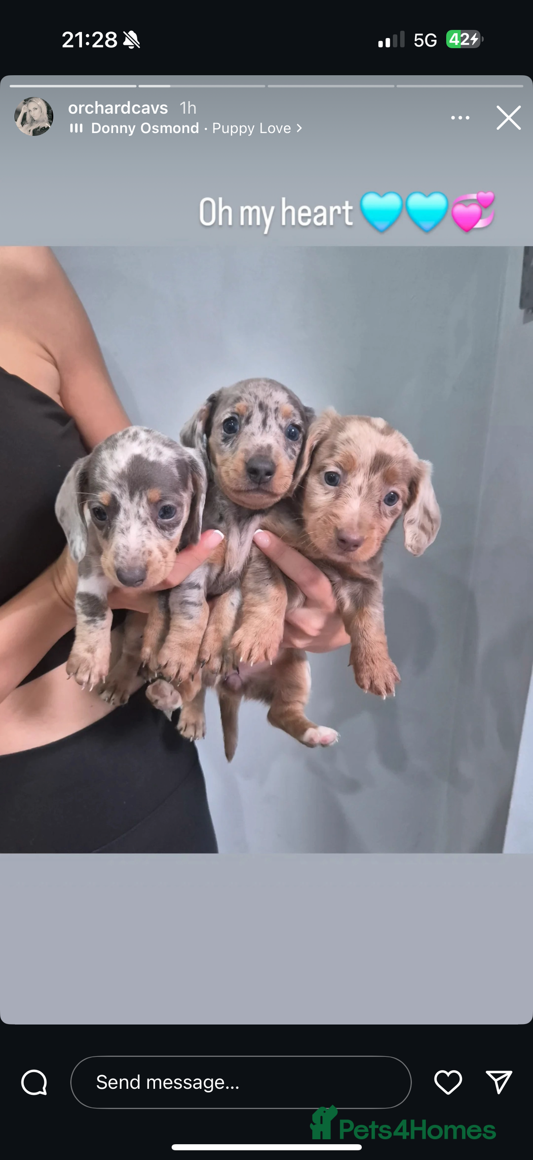 Miniature Dachshund dogs for sale: Miniature dachshund boys can leave today ❤️🤍  - Image 9