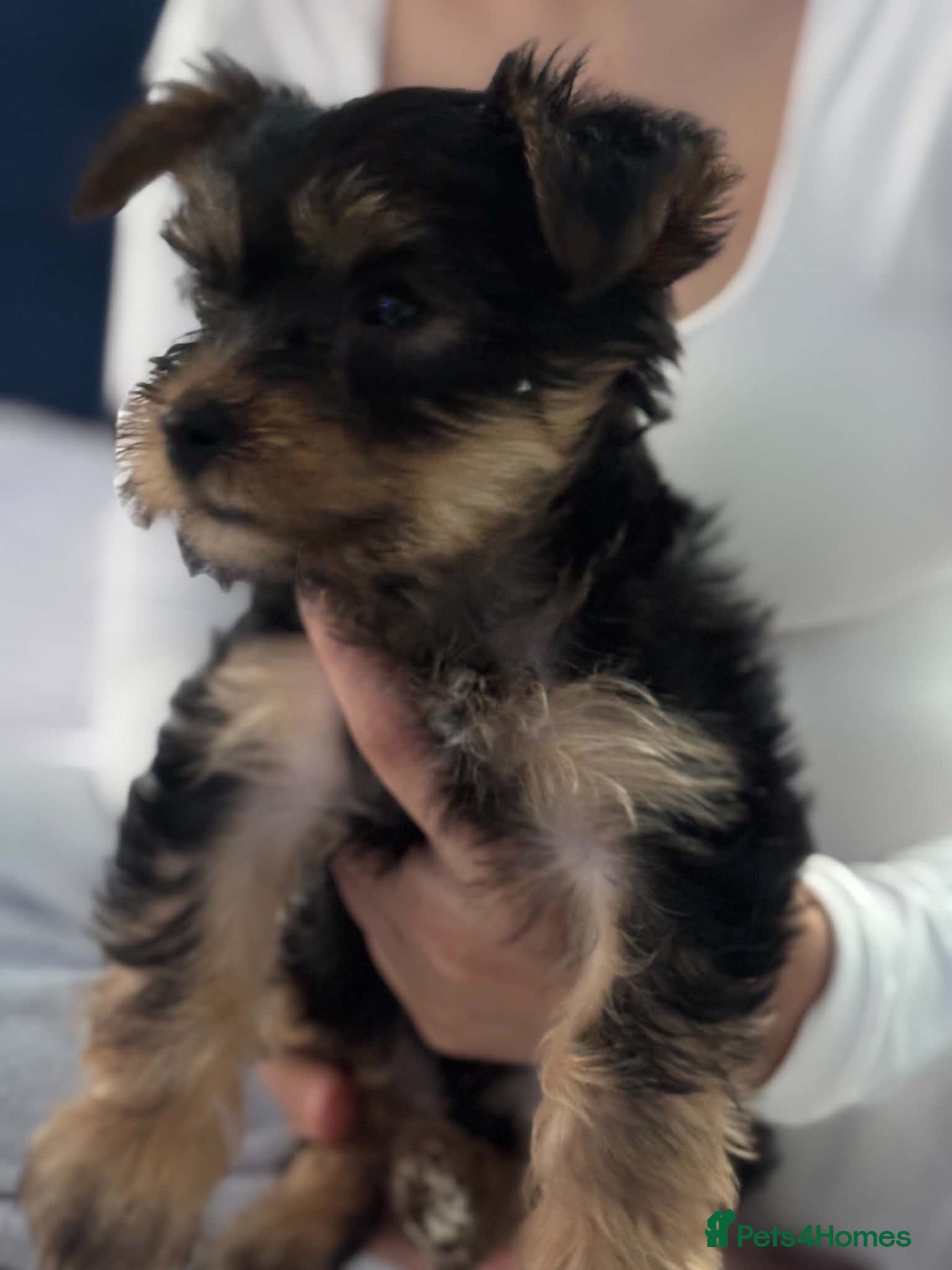 Yorkshire Terrier dogs for sale: Yorkshire puppy for sale  - Advert 2