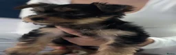 Yorkshire Terrier dogs for sale: Yorkshire puppy for sale  - Advert 1