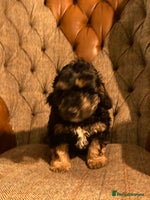 Cockapoo dogs ** Ready Now ** Freddie 😀 Male Phantom Cockapoo - Advert 2