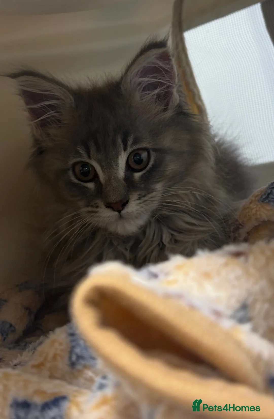 Maine Coon cats for sale: Beautiful 6 Month Old Maine Coon Kitten in Ardrossan - Advert 1