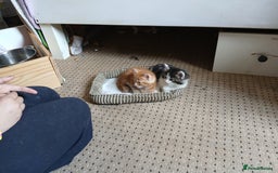 British Shorthair cats for sale: Long and shirt hair kittens - Image 8