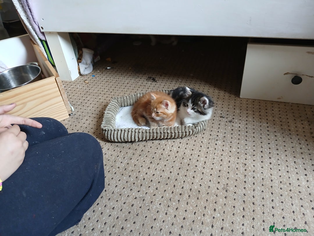 British Shorthair cats for sale: Long and shirt hair kittens - Image 8