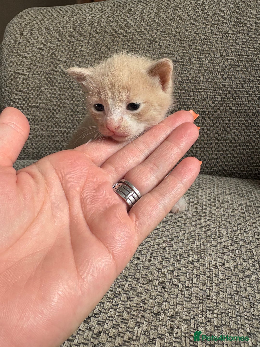 Mixed Breed cats for sale: Beautiful mixed colour kittens  - Image 8
