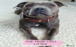 Staffordshire Bull Terrier dogs for sale: Ready Soon, KC reg, Full Vacs, BVA Eye tested 🐾 - Advert 11