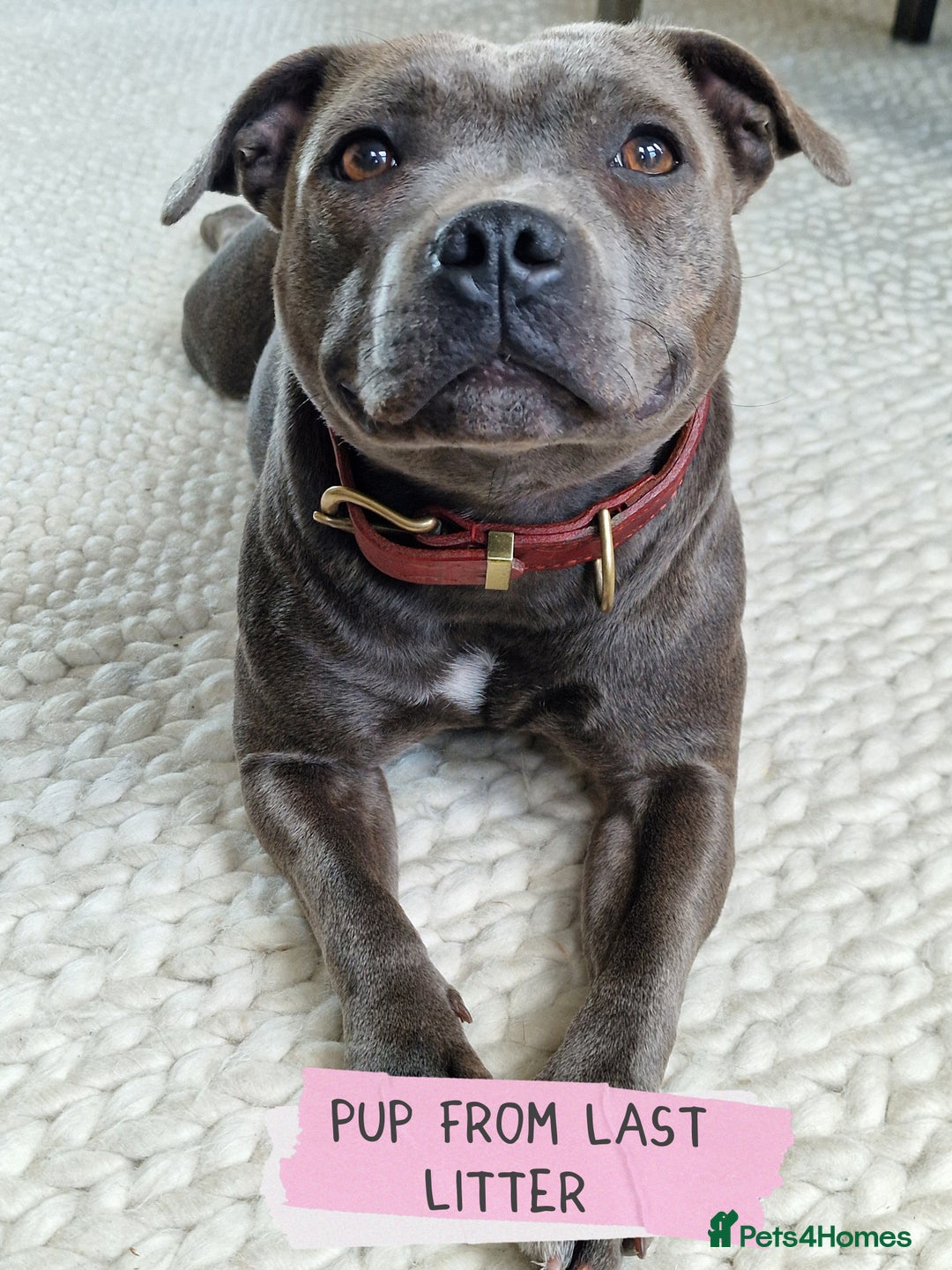 Staffordshire Bull Terrier dogs for sale: Ready Soon, KC reg, Full Vacs, BVA Eye tested 🐾 - Advert 11