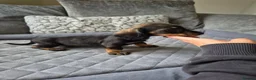 Dachshund dogs for sale: 🐾 5 Wired-Haired Dachshund Puppies for Sale 🐾 - Advert 14