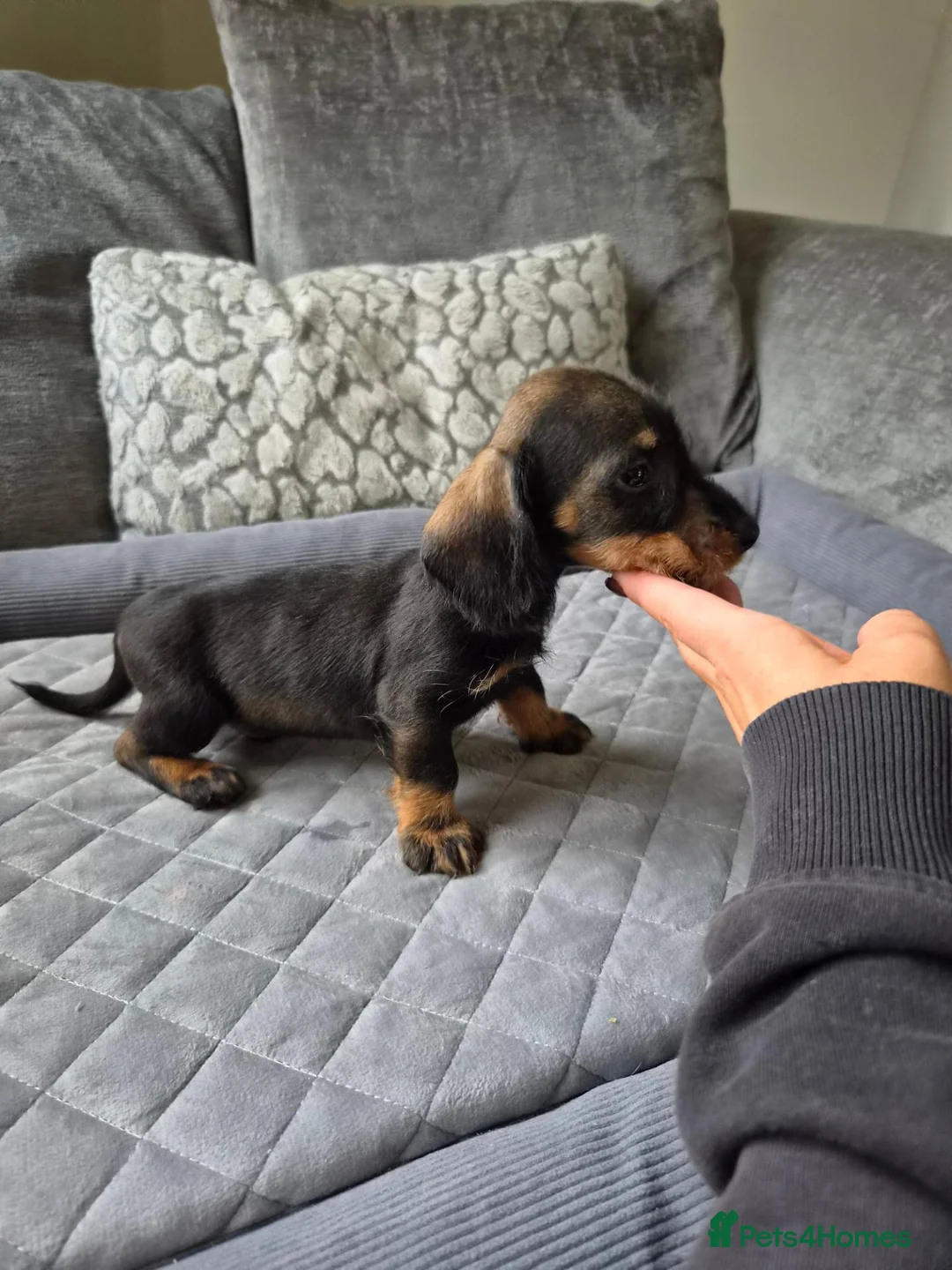 Dachshund dogs for sale: 🐾 5 Wired-Haired Dachshund Puppies for Sale 🐾 - Advert 14