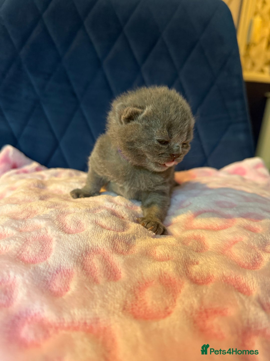 British Shorthair cats for sale: Pure British Shorthair Champion line 🥇🏆😻  - Image 32
