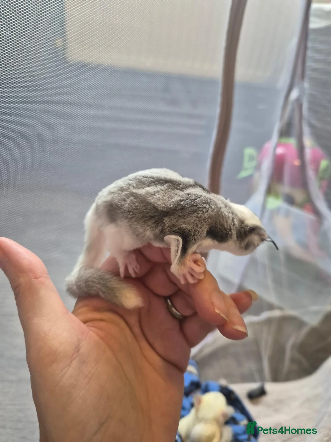Sugar Glider rodents for sale: Male ringtail mosaic ready to reserve  - Advert 4
