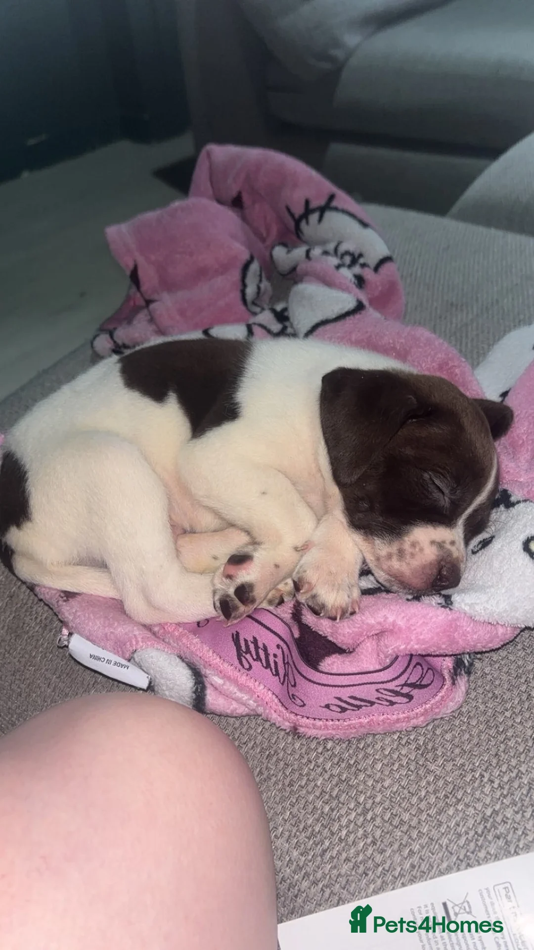 Mixed Breed dogs for sale: ‼️‼️ 3 puppies left. Urgent ‼️ ‼️‼️ - Advert 3