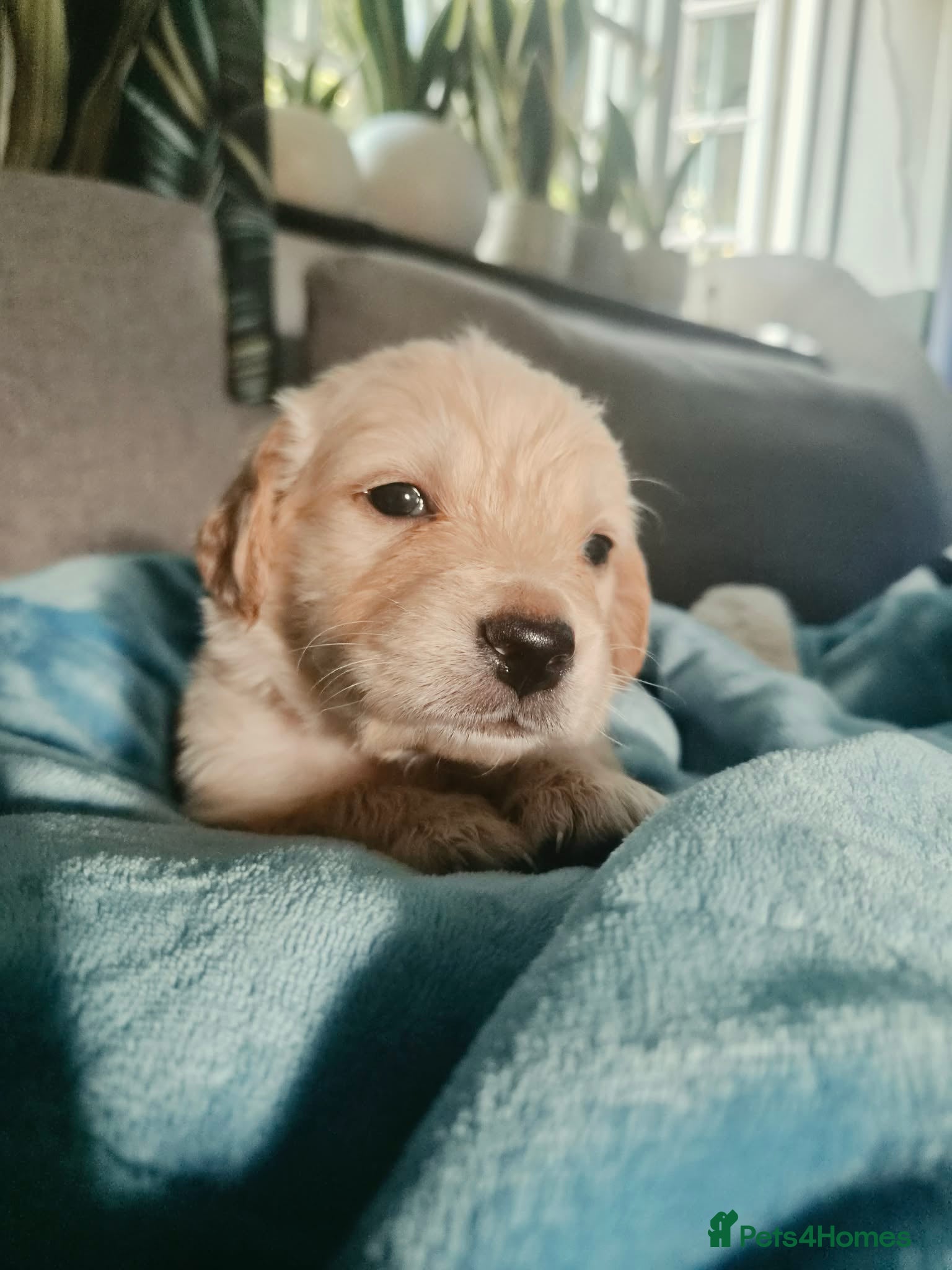 Golden Retriever dogs One boy left! KC Registered Show Line - Advert 2