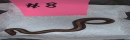 Boa Snake reptiles for sale: Kenyan sand boas for sale Essex  - Advert 8