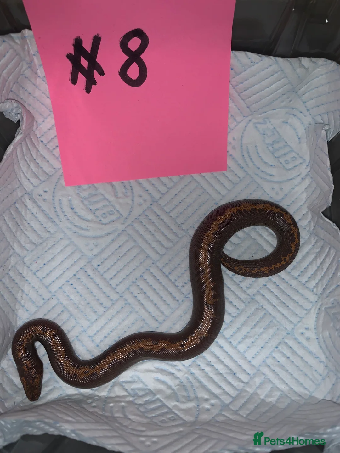 Boa Snake reptiles for sale: Kenyan sand boas for sale Essex  - Advert 8