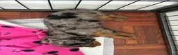 Mixed Breed dogs for sale: Beautiful litter of Cockerpoo x Caverpoo puppies - Advert 3