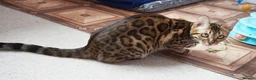 Bengal cats for sale: Superb Active Reg Bengal Girl - Advert 8