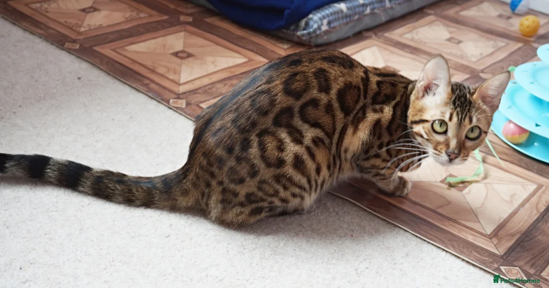 Bengal cats for sale: Superb Active Reg Bengal Girl - Advert 8