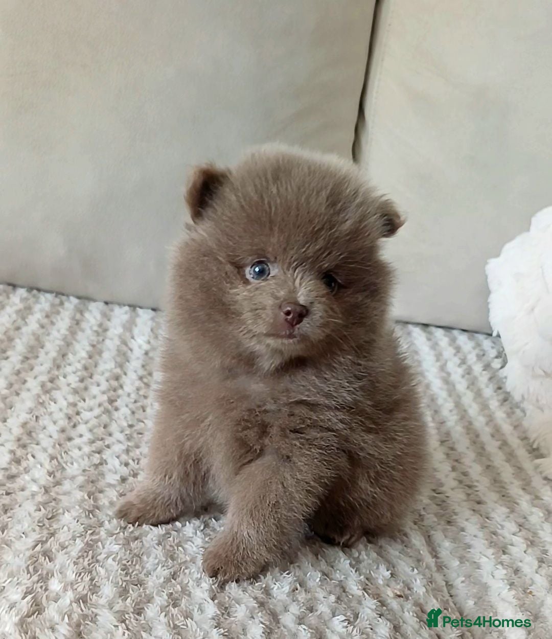 Pomeranian dogs Amazing Tiny lilac pomeranian girls  - Advert 13