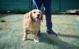Basset Fauve De Bretagne dogs for adoption: Howie  - Image 6