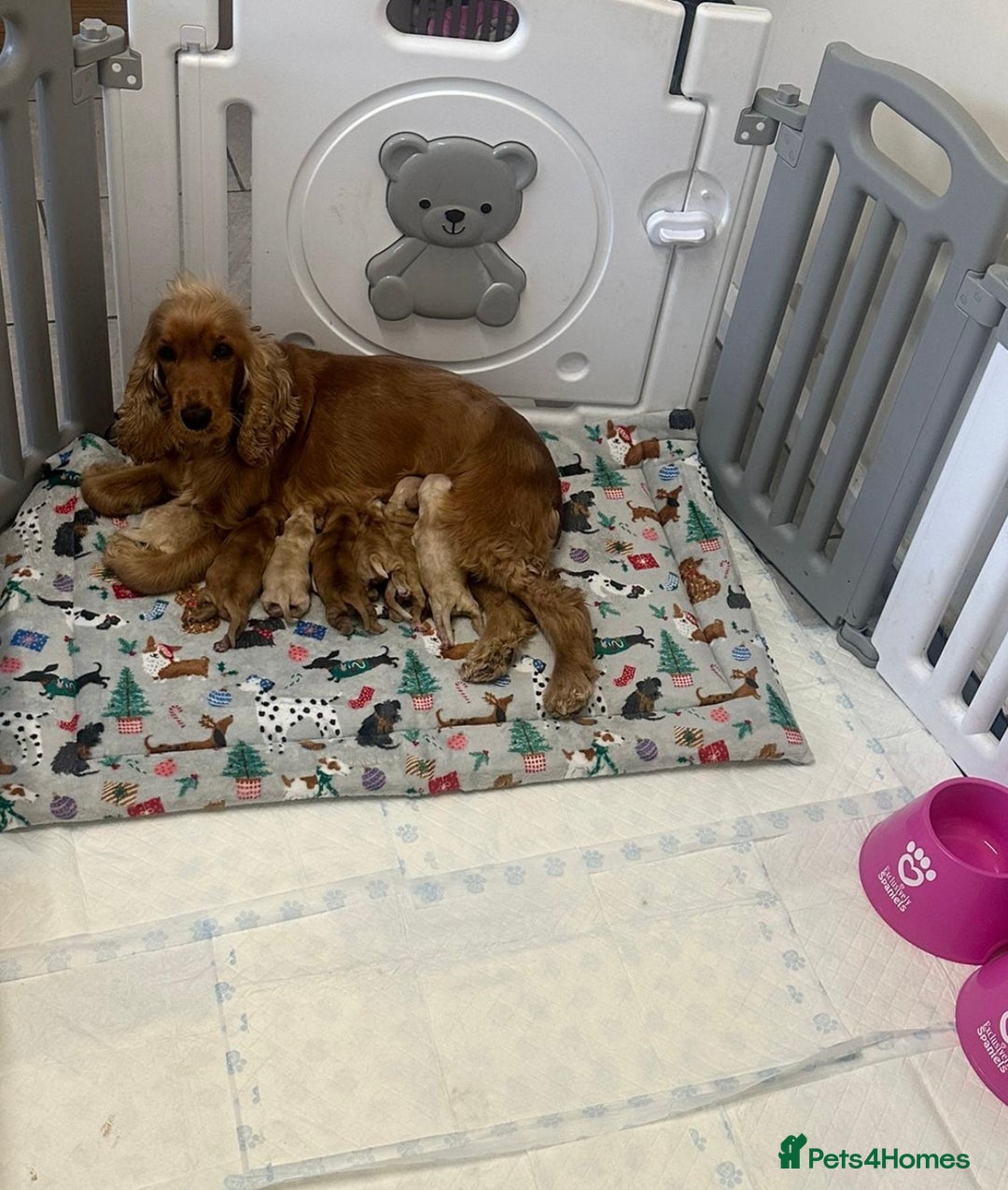 Cocker Spaniel dogs for sale: 🌟STUNNING SHOW COCKER SPANIEL PUPPIES🌟 - Advert 1