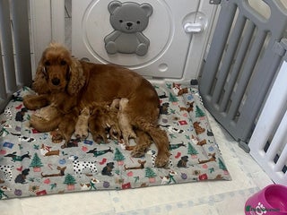 Cocker Spaniel dogs 🌟STUNNING SHOW COCKER SPANIEL PUPPIES🌟 - Advert 3