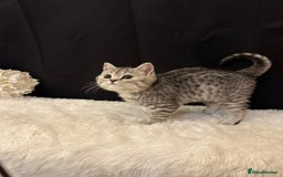 British Shorthair cats for sale: Silver Spotted Full Pedigree Registered BSH - Image 10