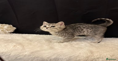 British Shorthair cats - Advert 10