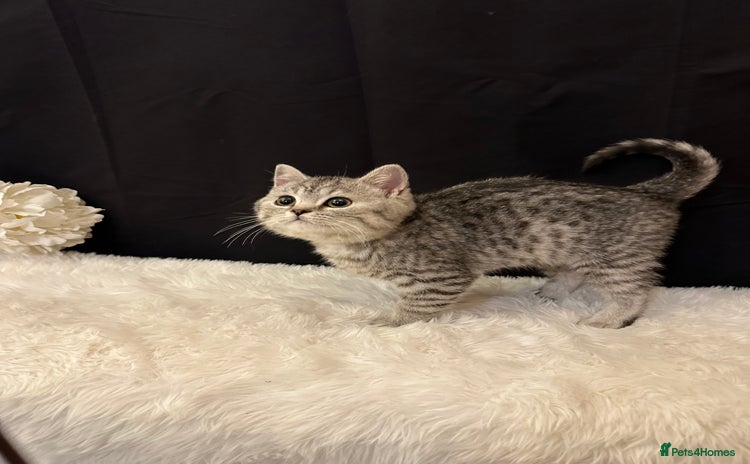 British Shorthair cats - Advert 13