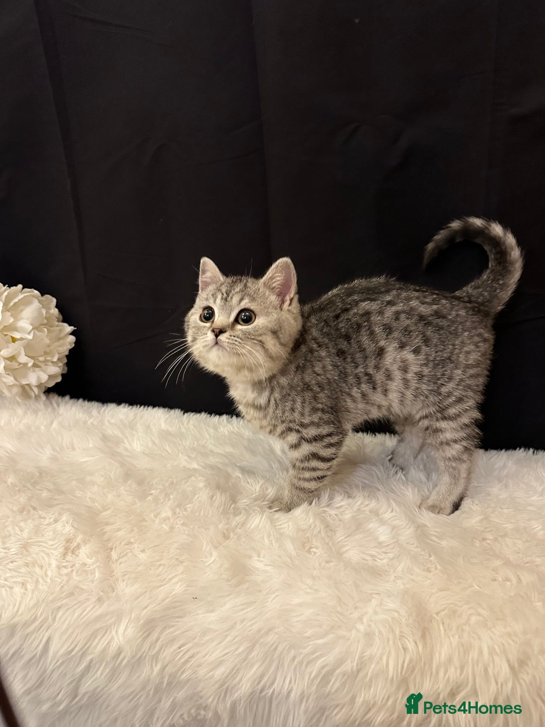 British Shorthair cats for sale: Silver Spotted Full Pedigree Registered BSH - Image 10