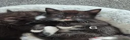 British Longhair cats for sale: Litter of 6 kittens - Advert 15