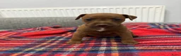 Patterdale Terrier dogs for sale: Patterdale terrier pups  - Advert 9