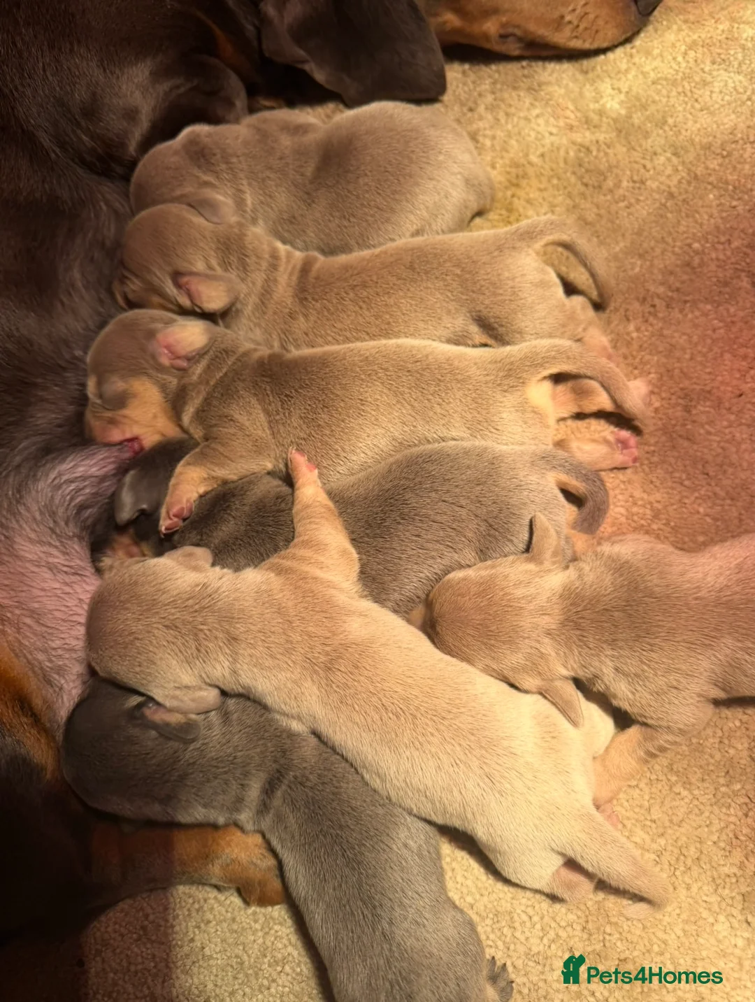 Dachshund dogs for sale: Adorable Dachshund Puppies  in Guildford - Advert 24