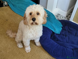 Cavapoo dogs in Birmingham - Advert 6