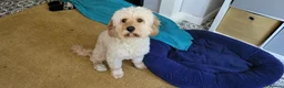 Cavapoo dogs for stud:  PROVEN F1 Cavapoo for stud in Birmingham - Advert 1