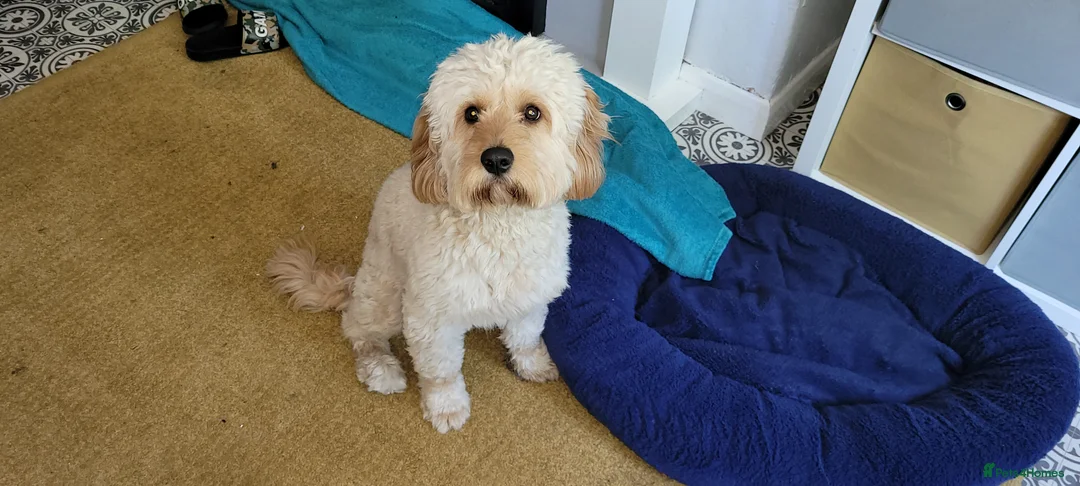 Cavapoo dogs for stud:  PROVEN F1 Cavapoo for stud in Birmingham - Advert 1