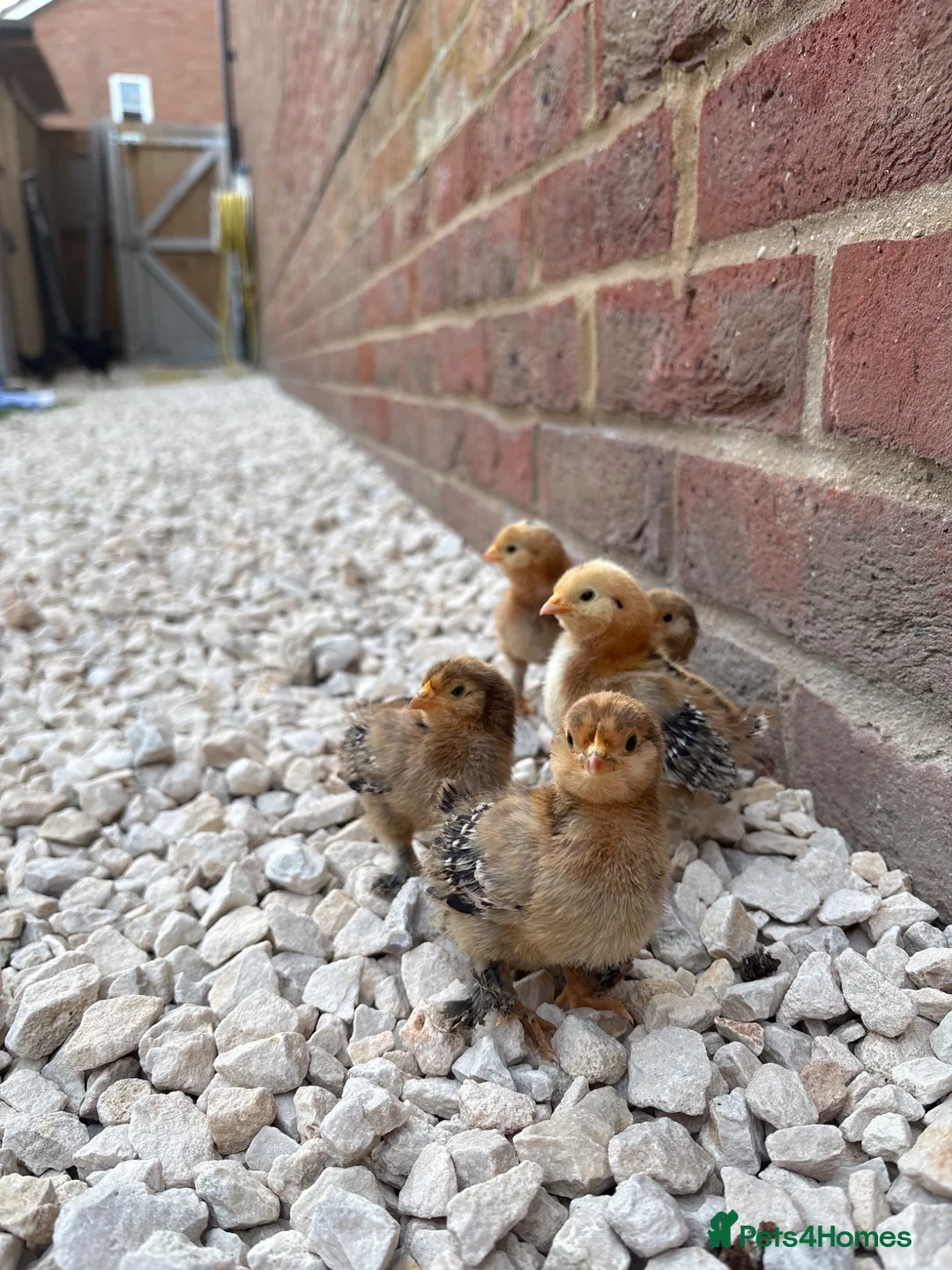 Chickens poultry for sale: Mixed speckled bantam chicks in Wantage - Advert 2