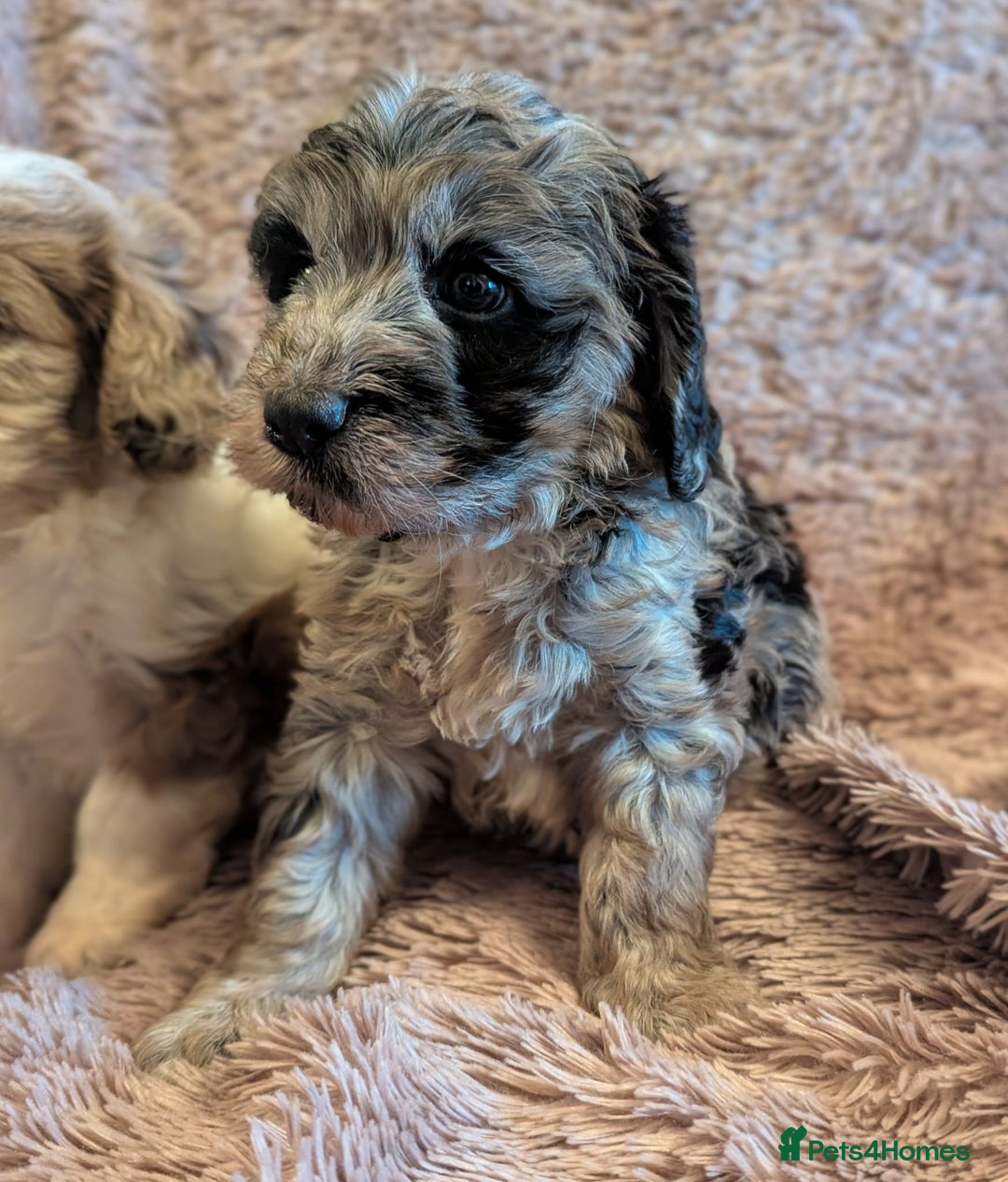 Cockapoo dogs for sale: Beautiful F1b cockapoo puppies - Advert 11