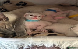 Siamese cats for sale: Siamese kittens for sale  in Sheffield - Image 15