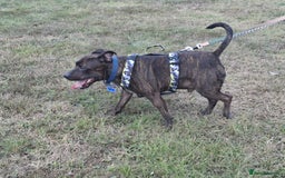 Staffordshire Bull Terrier dogs for sale: 5yr old male staffy - Image 3