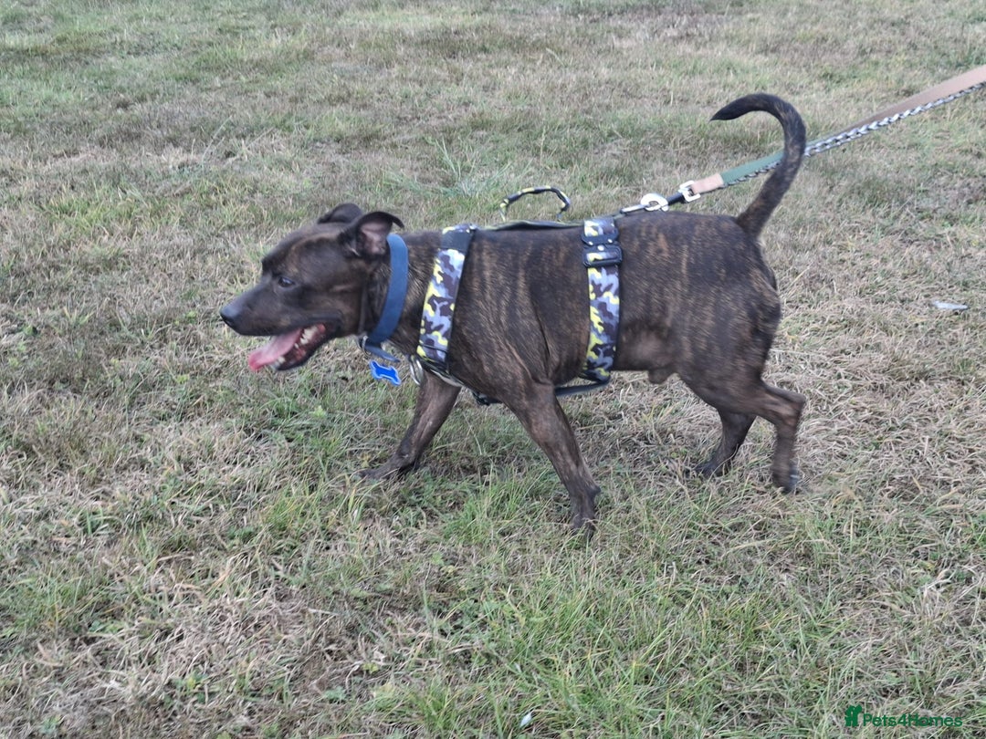 Staffordshire Bull Terrier dogs for sale: 5yr old male staffy - Image 3