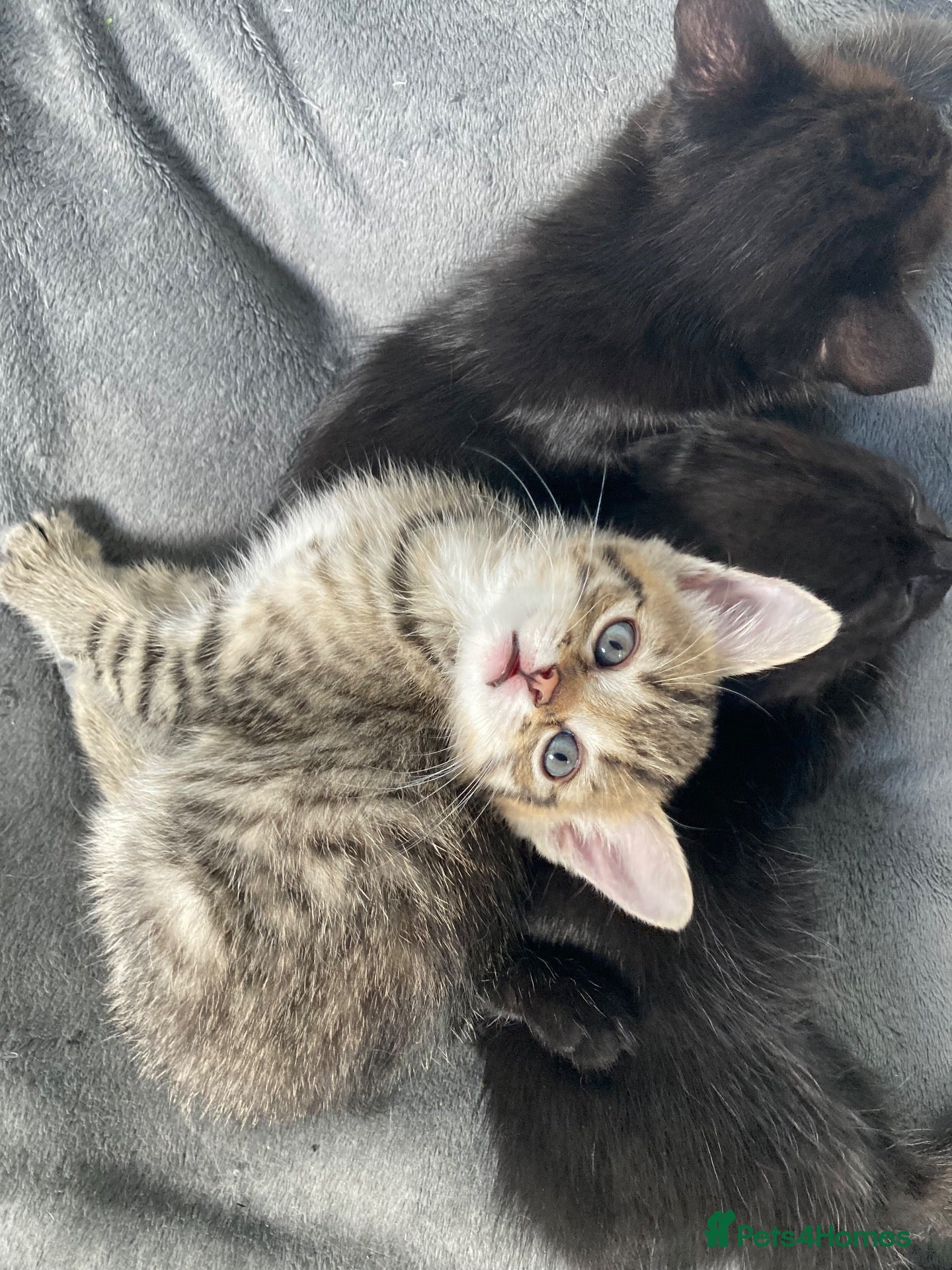 Mixed Breed cats Kittens for sale - Advert 4