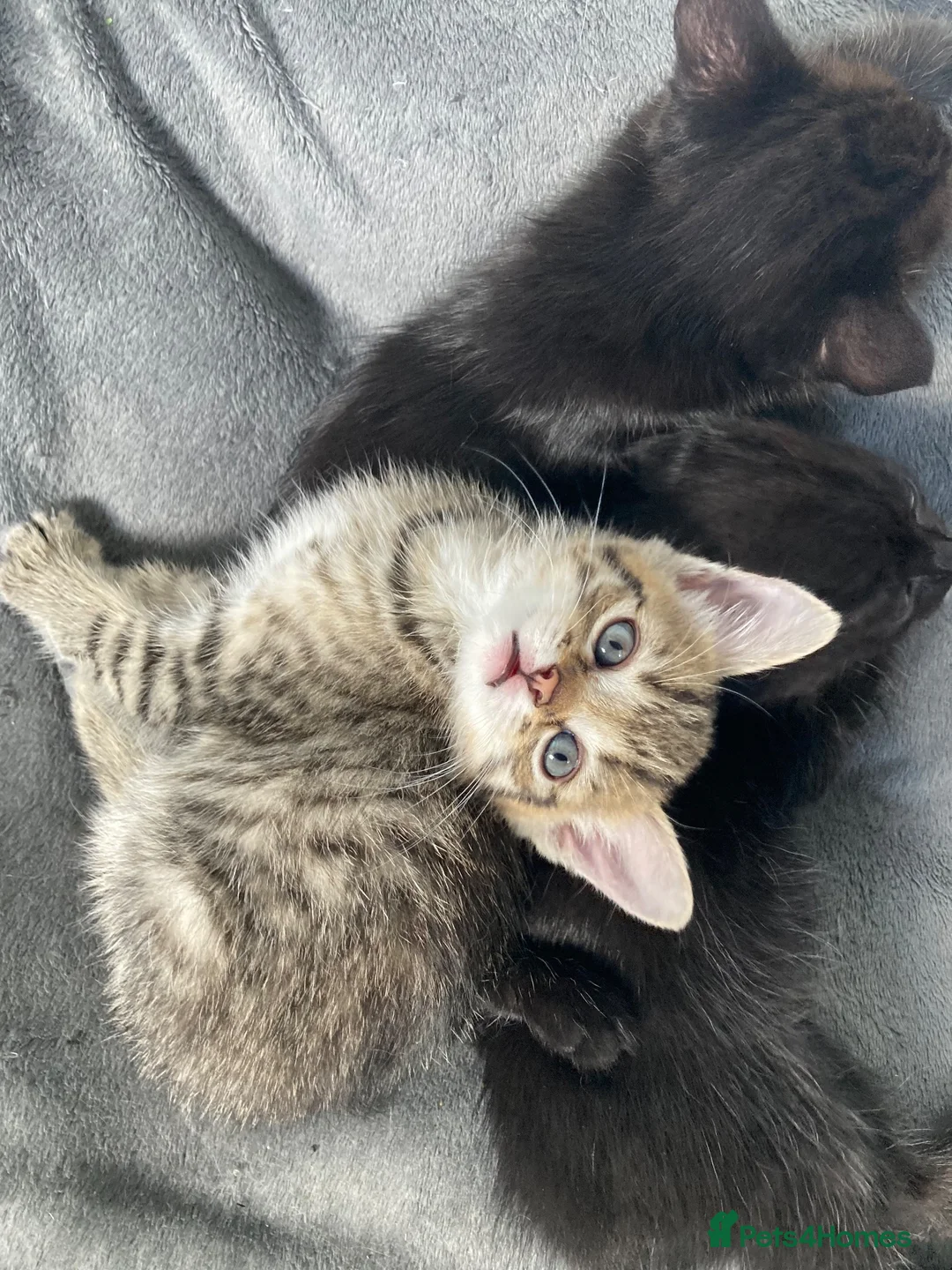 Mixed Breed cats for sale: Kittens for sale in Peterborough - Advert 1