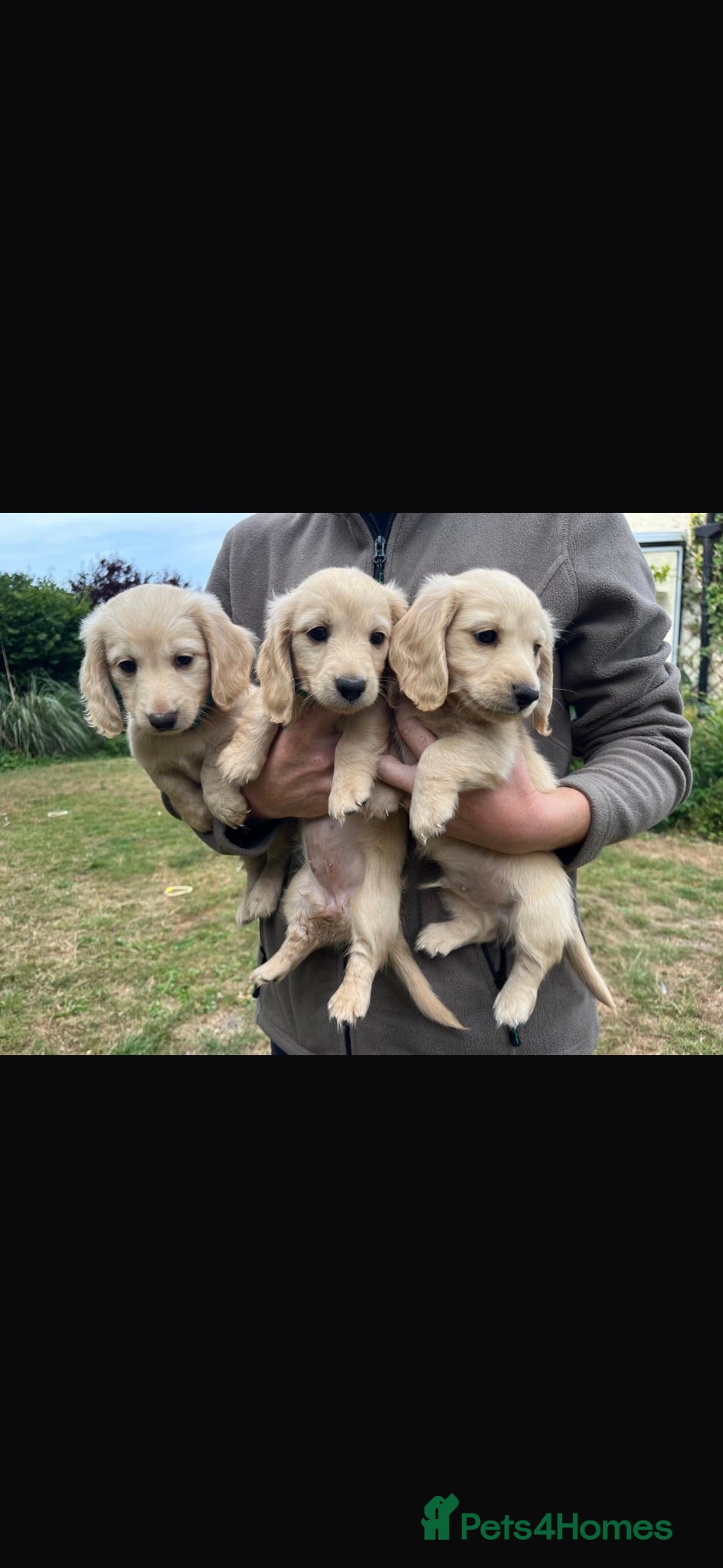 Miniature Dachshund dogs Beautiful Cream miniature Dachshund   - Advert 1
