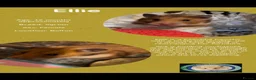 Hamster rodents for sale: Hamsters  - Advert 16
